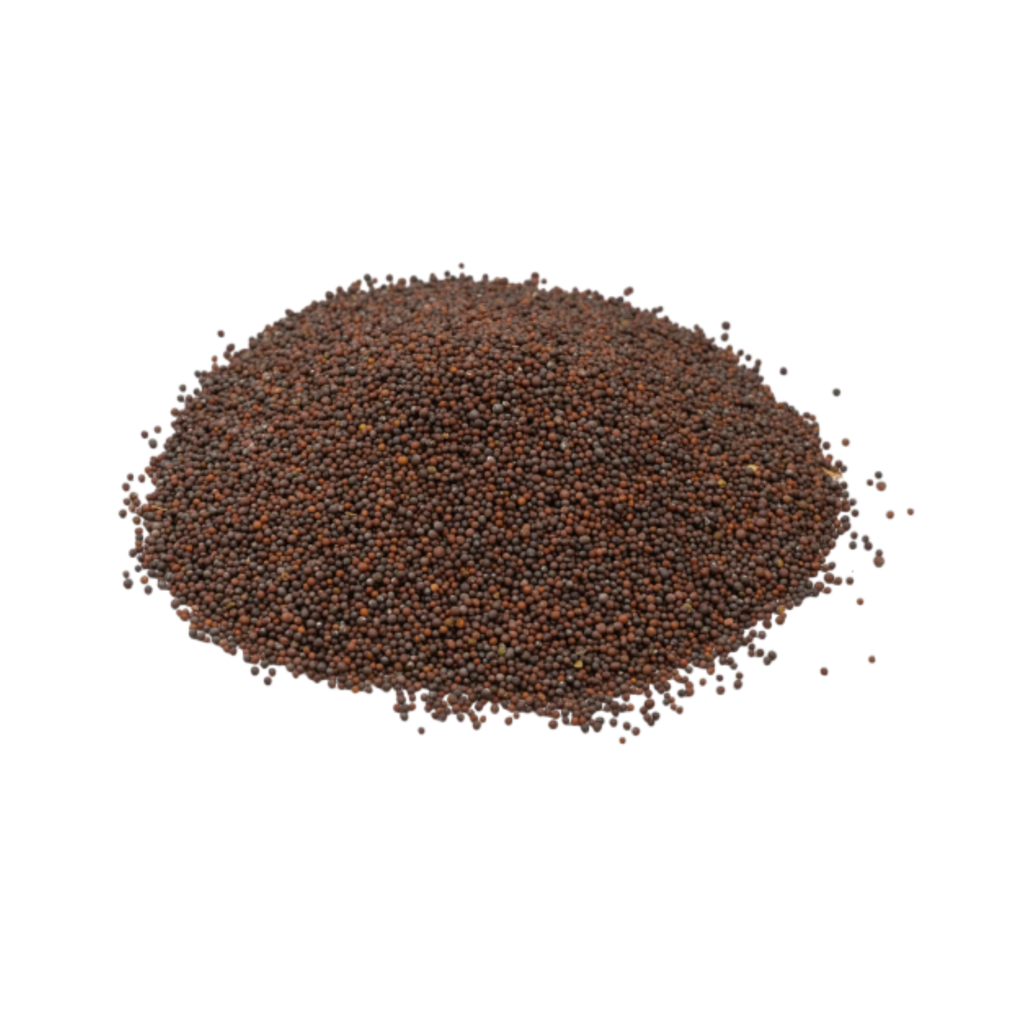 Black mustard seeds wholesale bulk lot