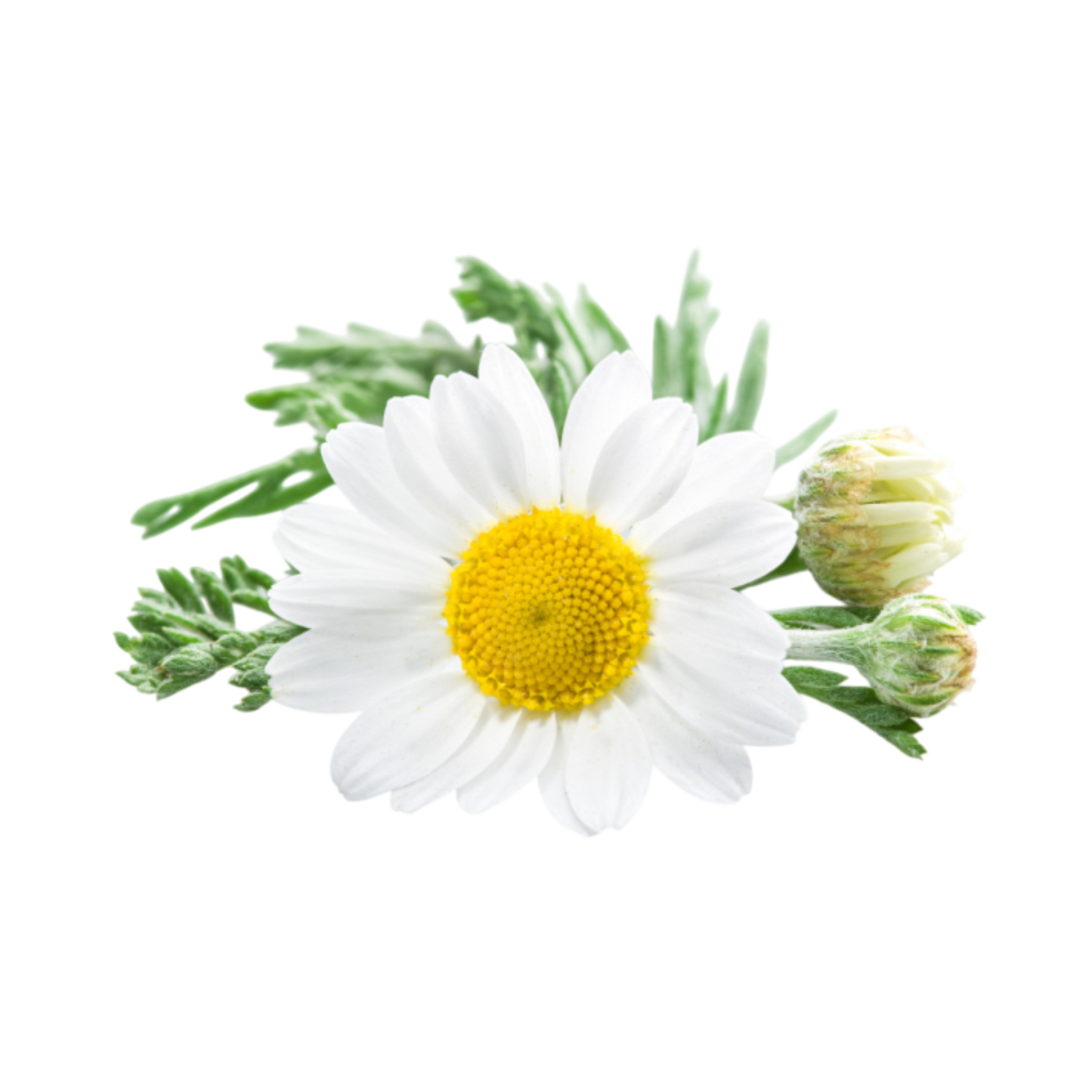Chamomile flowers packed for wholesale