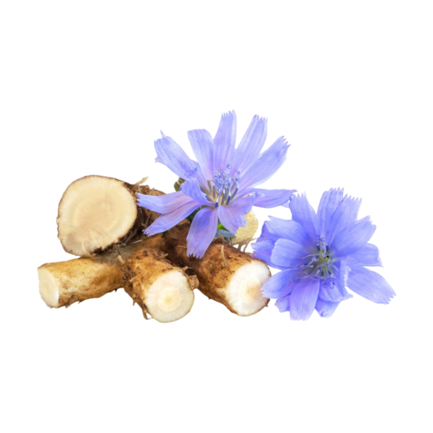 chicory root bulk supplier from India