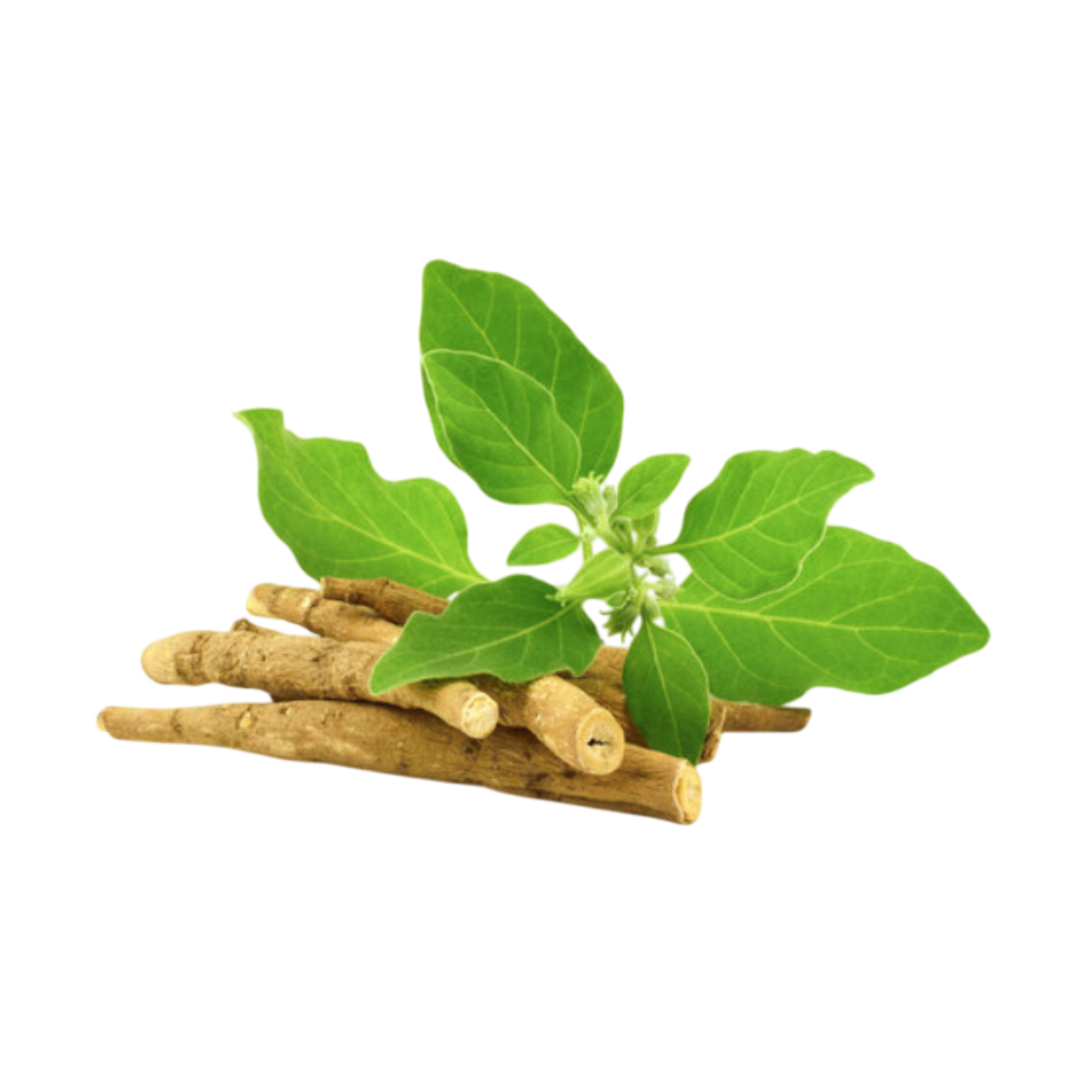Export-quality Ashwagandha powder packed for shipment