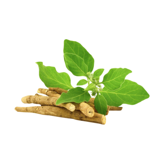 Export-quality Ashwagandha powder packed for shipment