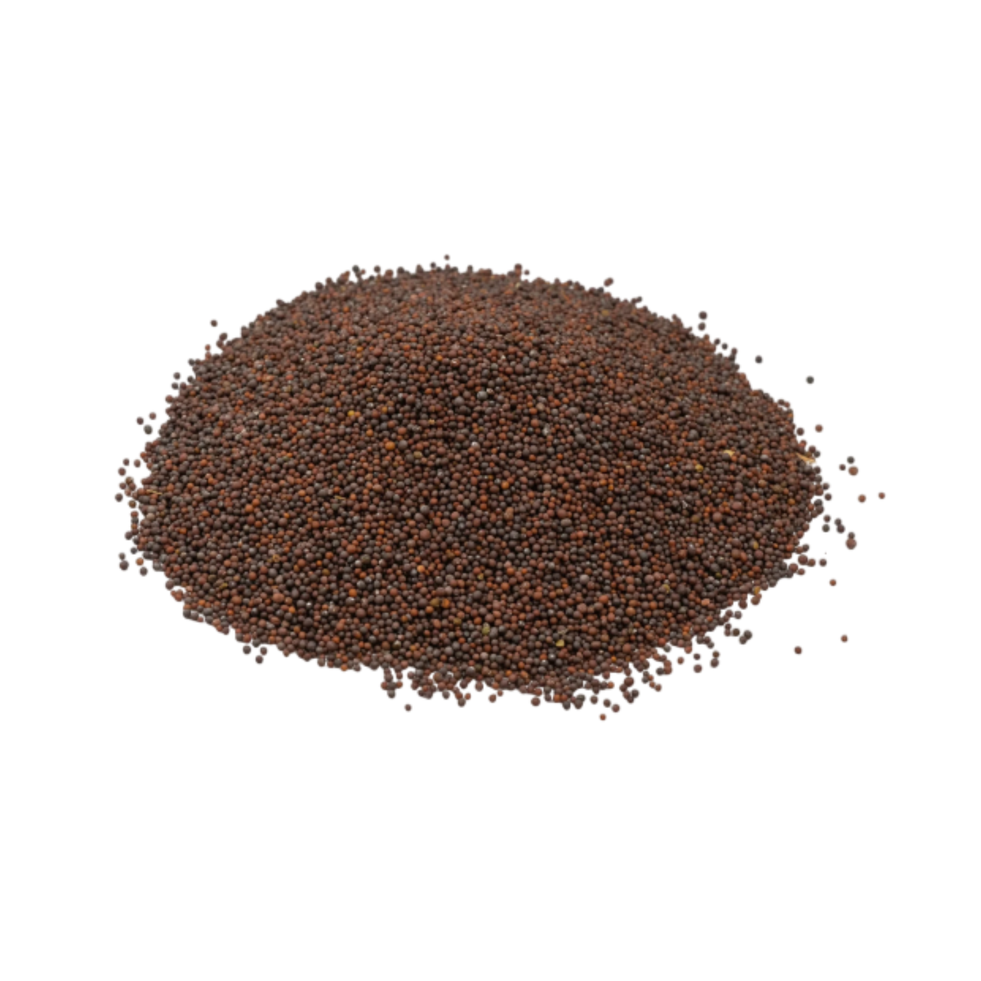 Black mustard seeds wholesale bulk lot