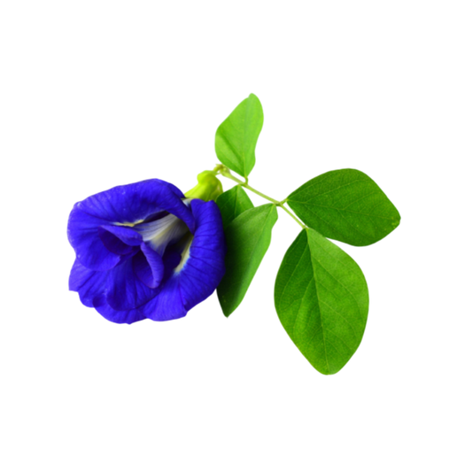 High-quality Butterfly Pea Flower tea ingredients