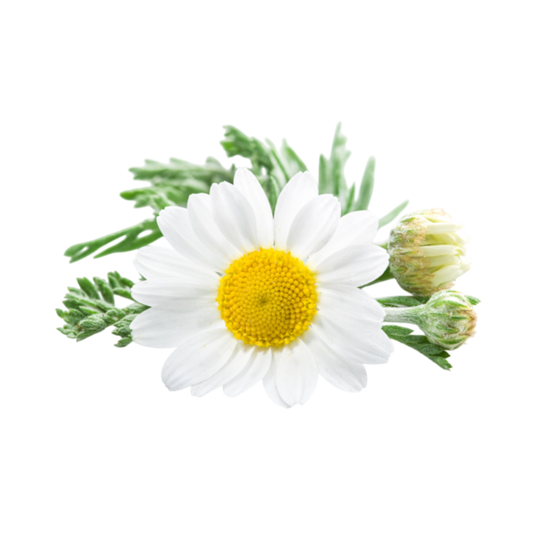 Chamomile flowers packed for wholesale