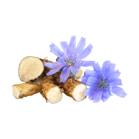chicory root bulk supplier from India