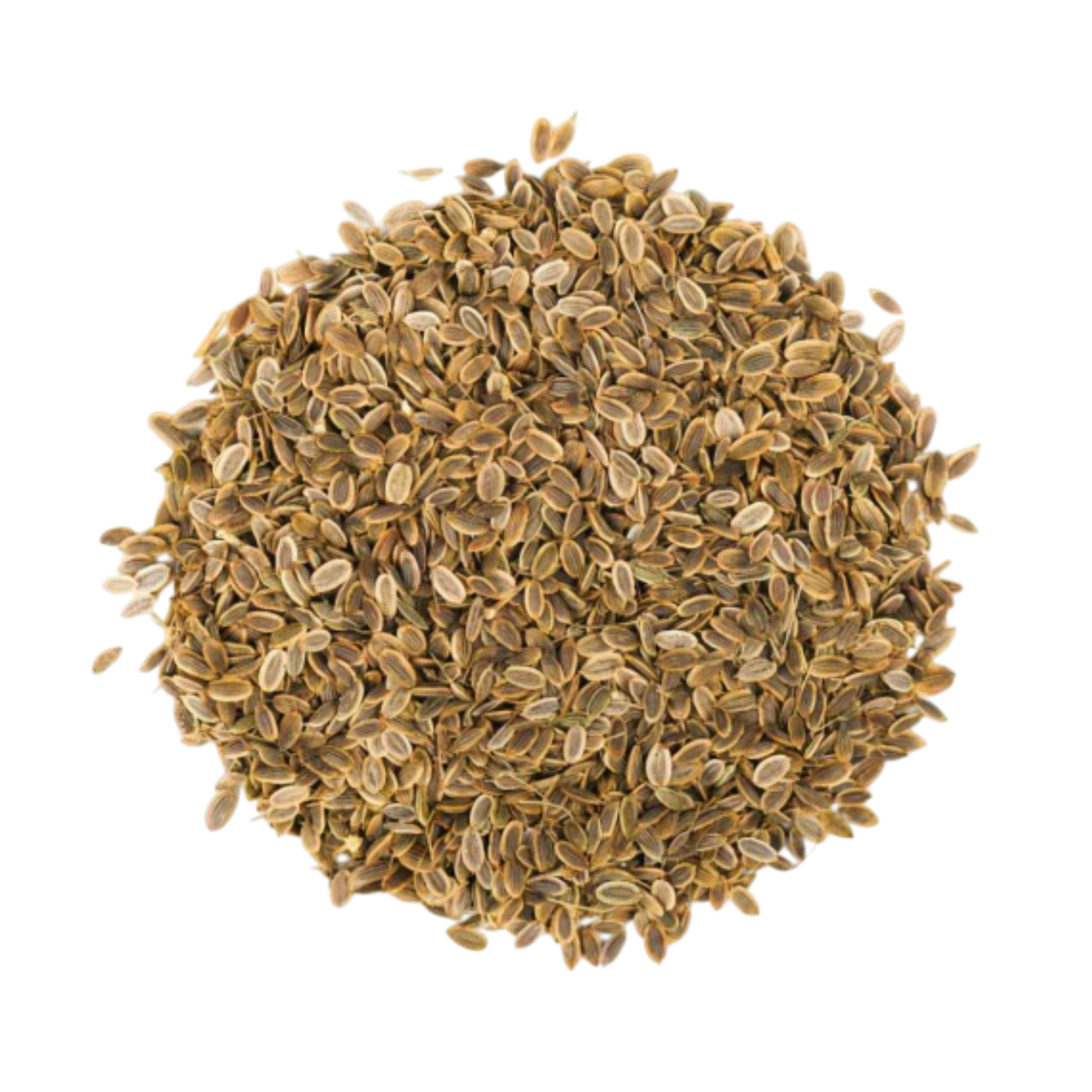 Premium Indian Dill seeds manufacturer Spice Nest