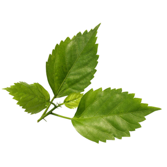 Premium Quality Dried Hibiscus Flower Supplier