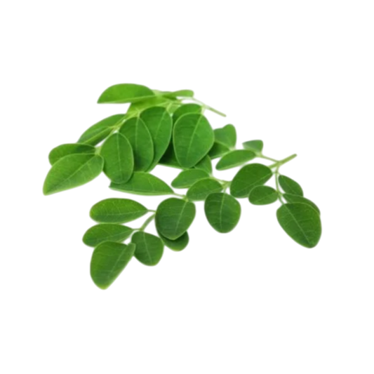 Wholesale Moringa Leaves product by Spice Nest