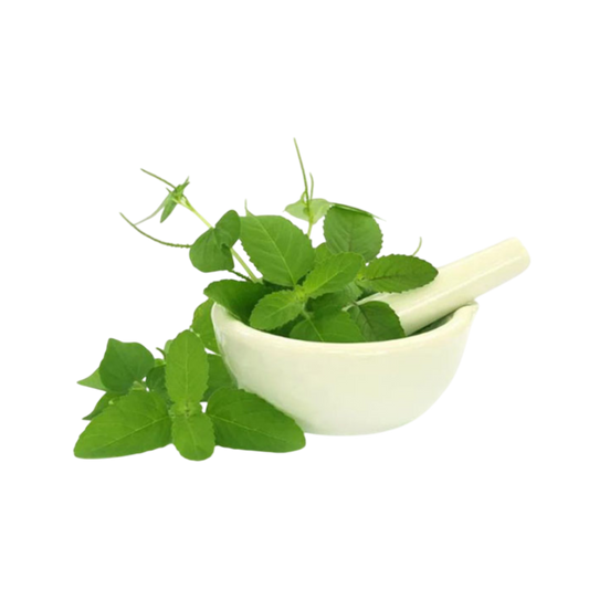 High-quality Rama Tulsi for export