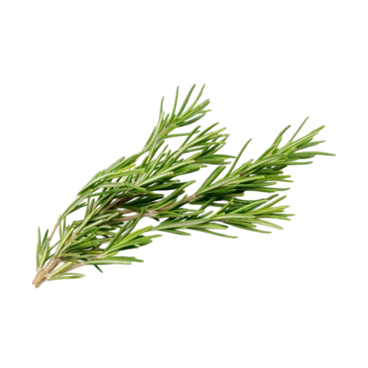 Fresh rosemary plant available for export