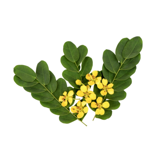 High-quality Senna Pods supplier in bulk