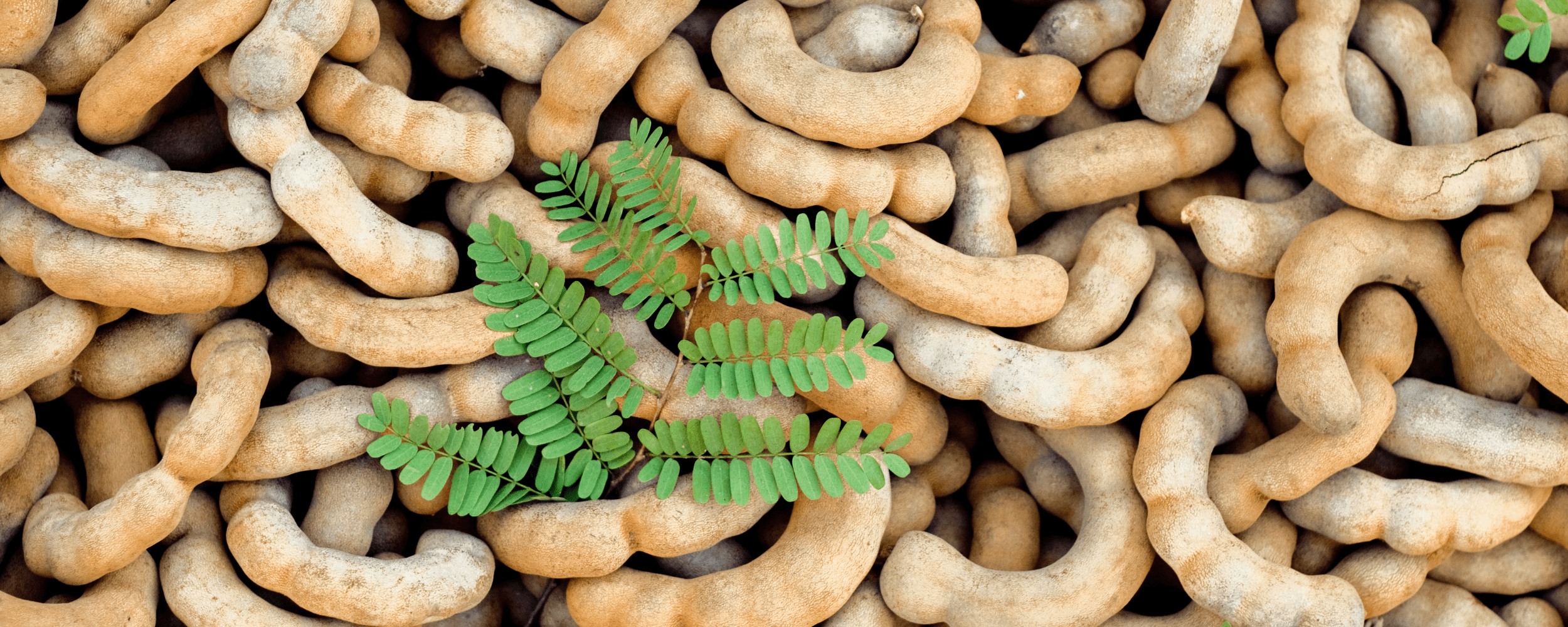 tamarind exporters from india