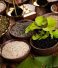 Top Herbs Exporters in India (2024)